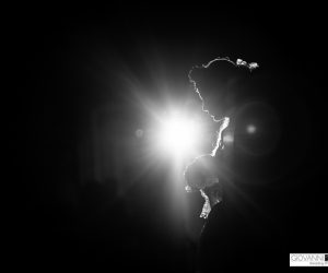 Sfilata Sposi                    Evento  “defilè sotto le stelle”